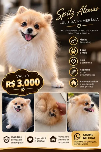 ? Spitz Alemão / Lulu da Pomerânia ?  Está procurando um companheiro pequeno, carinhoso 