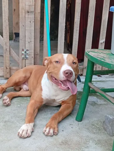 Pitbull