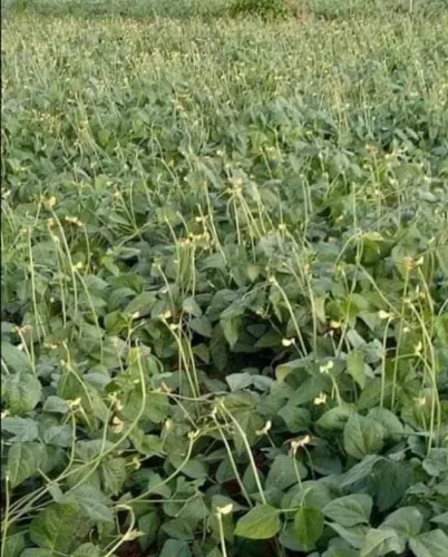 Área Bruta/em Pimenteiras Piauí