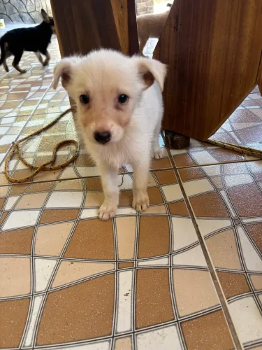 Vende se fêmea de Pastor Alemão 