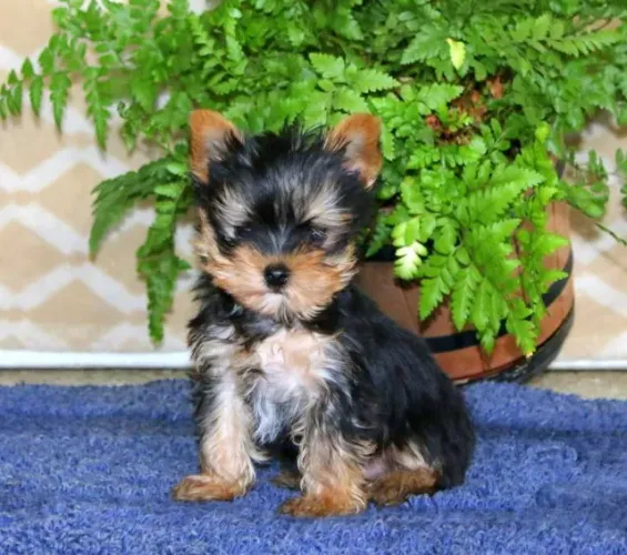 Yorkshire Terrier,Yorkshire Terrier Filhote Top Padrão da Raça