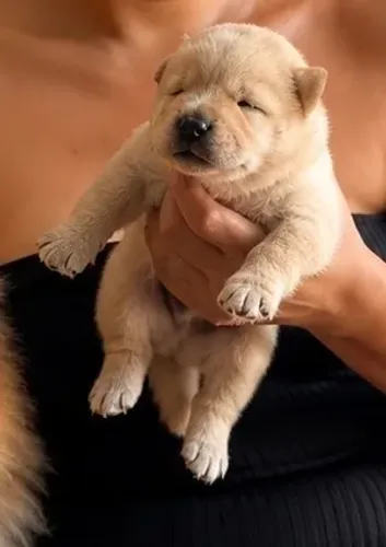 Chow Chow