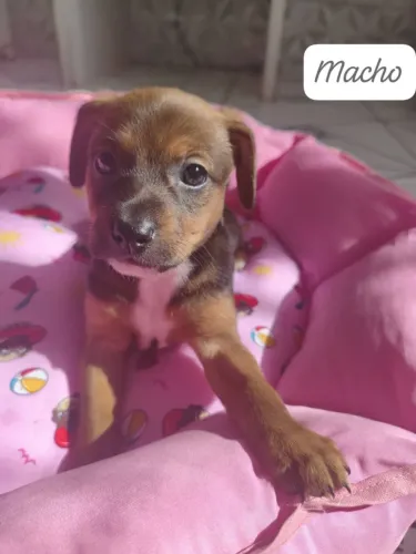 Cachorro DOAÇÃO