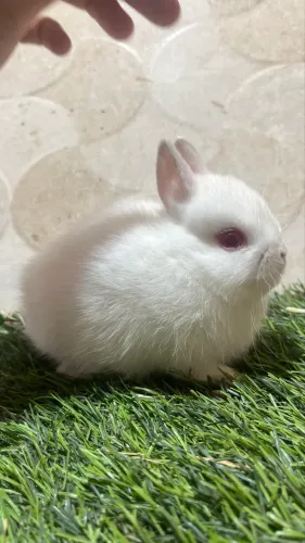 Mini coelhos