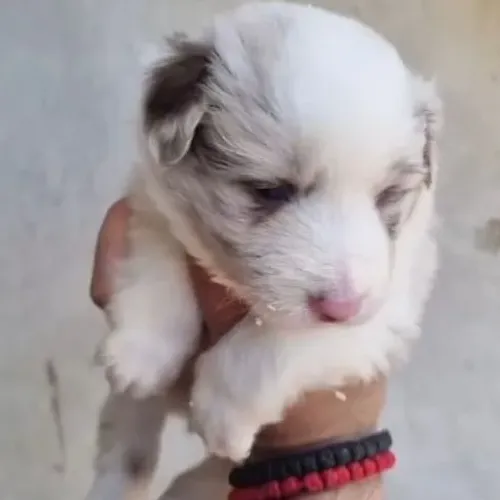 Filhotes de Border Collie | Um pet que inspira bons momentos.