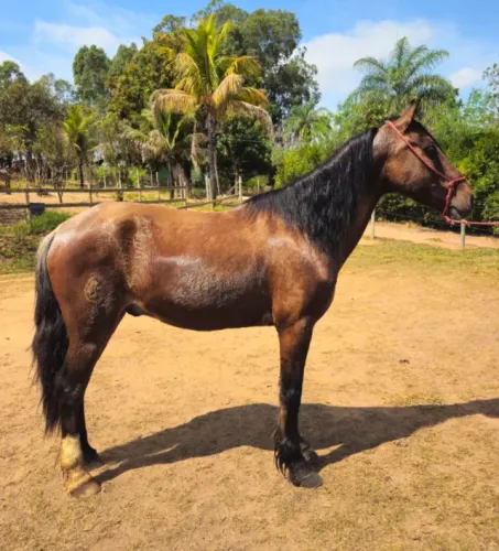 Cavalo castrado marcha picada