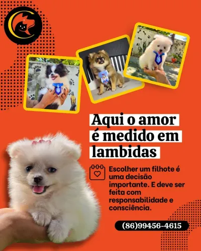 (Canil Teresina) Filhotes de todas as raças para vocês, venham conhecê-los pessoalmente 