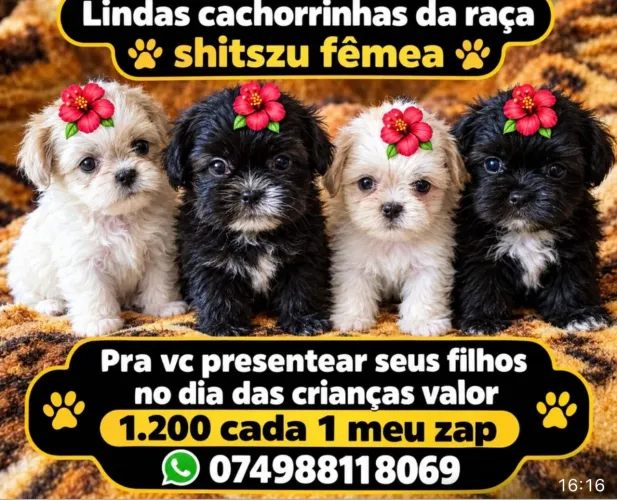 Vende-se lindos filhotes de cachorro da raça shitszu