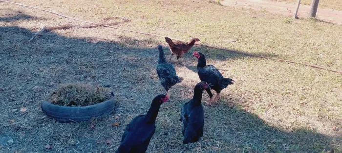 Vendo Galinhas e Galo