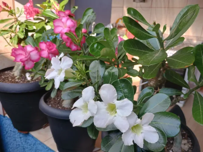 Vendo rosas do deserto enxertadas