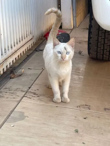 Doação de gato macho 