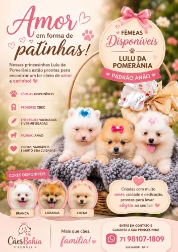 Lindas fêmeas Lulu da Pomerânia 