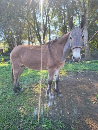 Burro manso