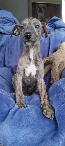 Filhotes de galgo Whippet