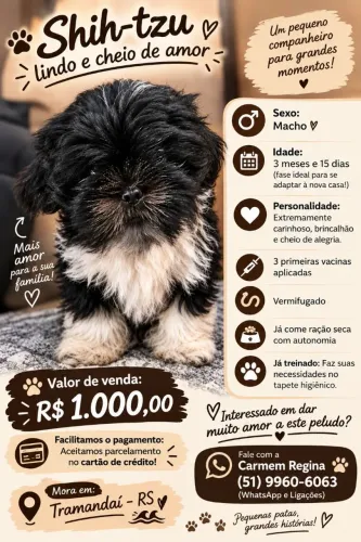 Vende se Filhote de Shih Tzu Macho