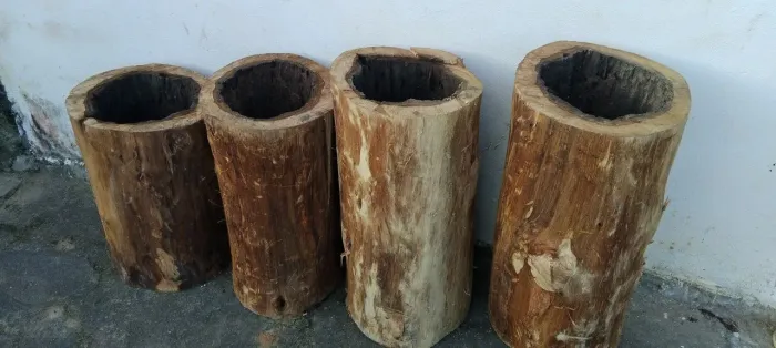 Troncos de árvores