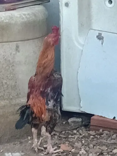 Galo macho índio adulto