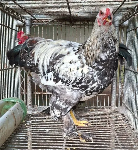 Raça Brahma