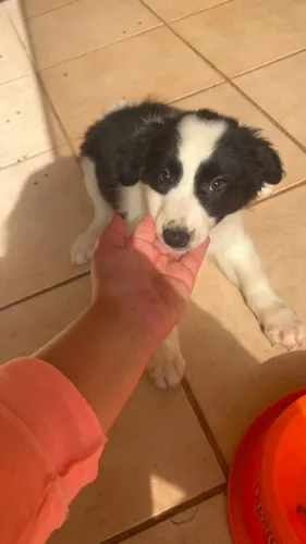 Border collie pronto para nova familia 