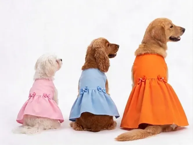 Fabricante de Moda pet