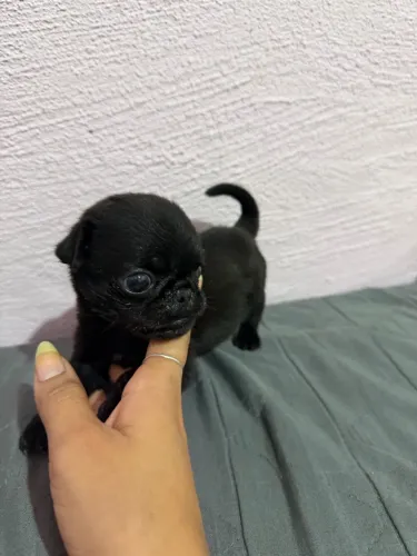 pug filhote