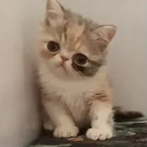 Persa Peludo Fofo