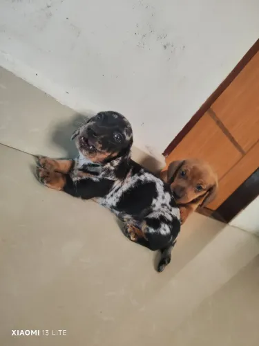Filhotes de Dachshund (salsicha)