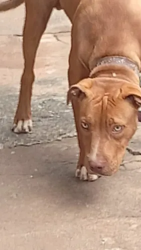 Pitbull