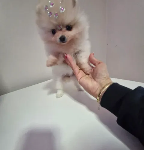 Fêmea lulu da Pomerânia Anão 