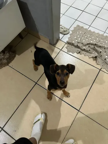 Doasse cachorrinha