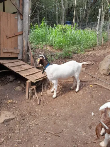 Cabra boer pura
