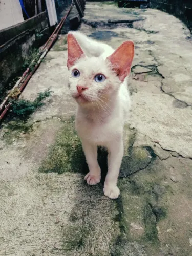 Gato Filhote para Doação