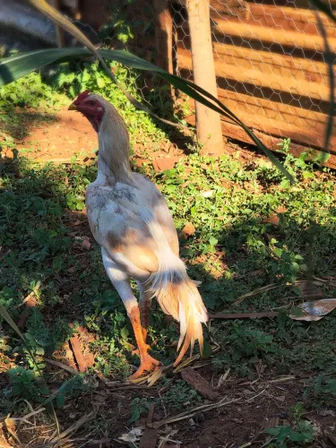Galo índio