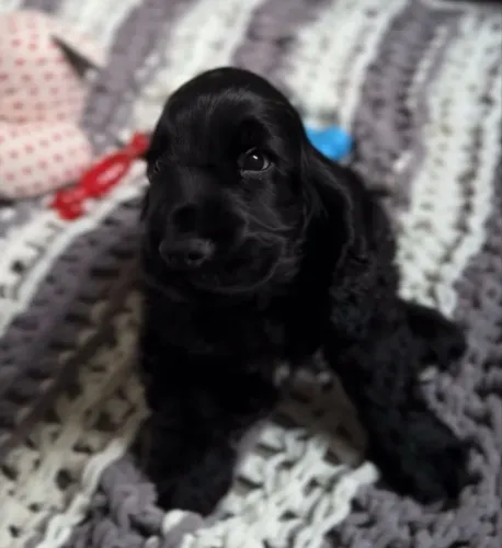 Filhote Cocker Spaniel 