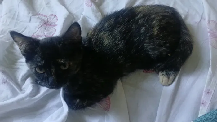 Gatinho Filhote Dócil