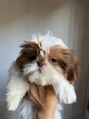shihtzu fêmea 