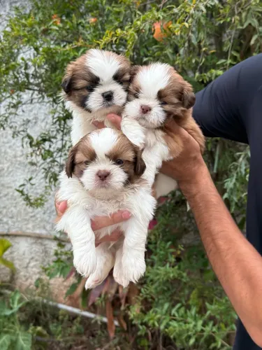 Mini shih tzu raça pura machos e fêmeas pedigree