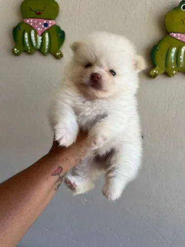 Spitz alemão 