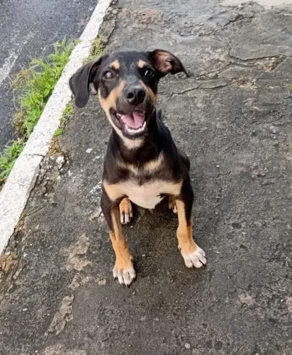 Cachorro filhote para adoção
