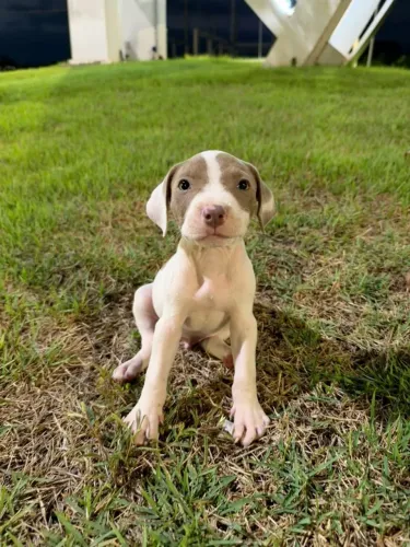 Pitbull
