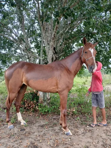 Cavalo