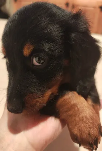 Filhote Macho Teckel pelo longo preto e canela Dachshund SALSICHINHA, Cofap, peludo lindo