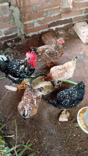 Ovos galados