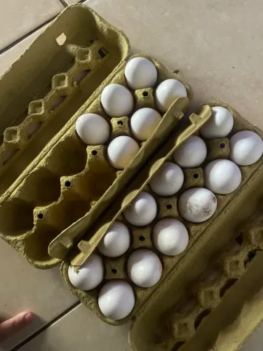 Ovos de peru