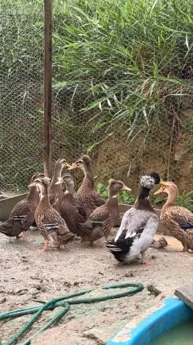 marreco rouen  *OPORTUNIDADE*