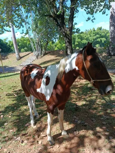 Cavalo a venda