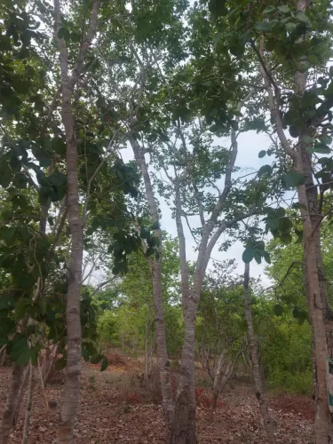 Terreno 50x100