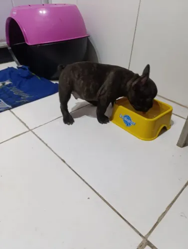 Vendo buldogue francês macho