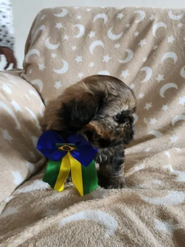 Shitzu macho, 46 dias 