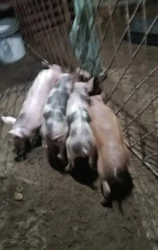 Porcos